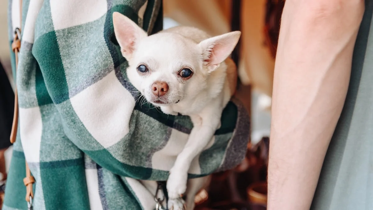 Pas Čivava:činjenice, nega i saveti koje je dobro znati